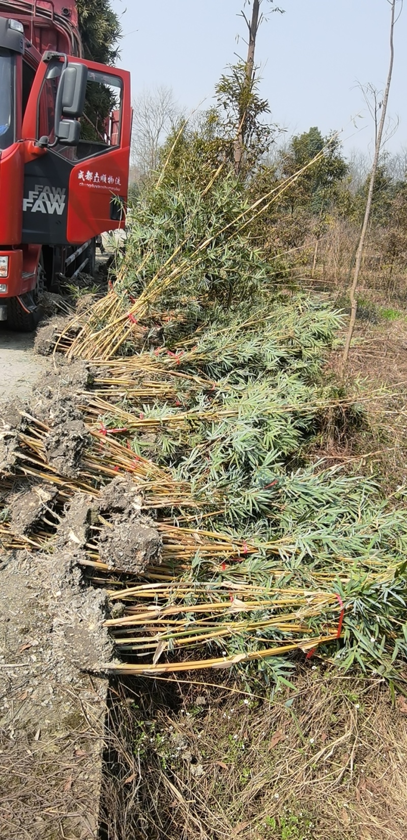 精品琴丝竹地苗（袋苗），竹子种植基地批发直销，各种规格