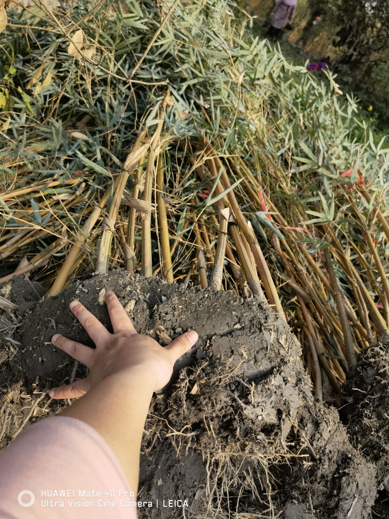 精品琴丝竹地苗（袋苗），竹子种植基地批发直销，各种规格