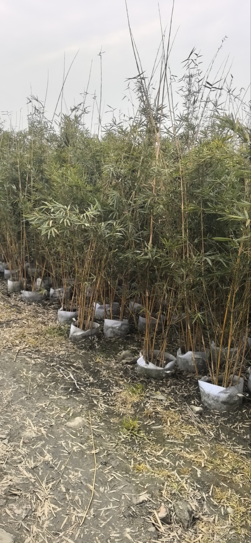 精品琴丝竹地苗（袋苗），竹子种植基地批发直销，各种规格