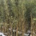 精品琴丝竹地苗(袋苗),竹子种植基地批发直销,各种规格