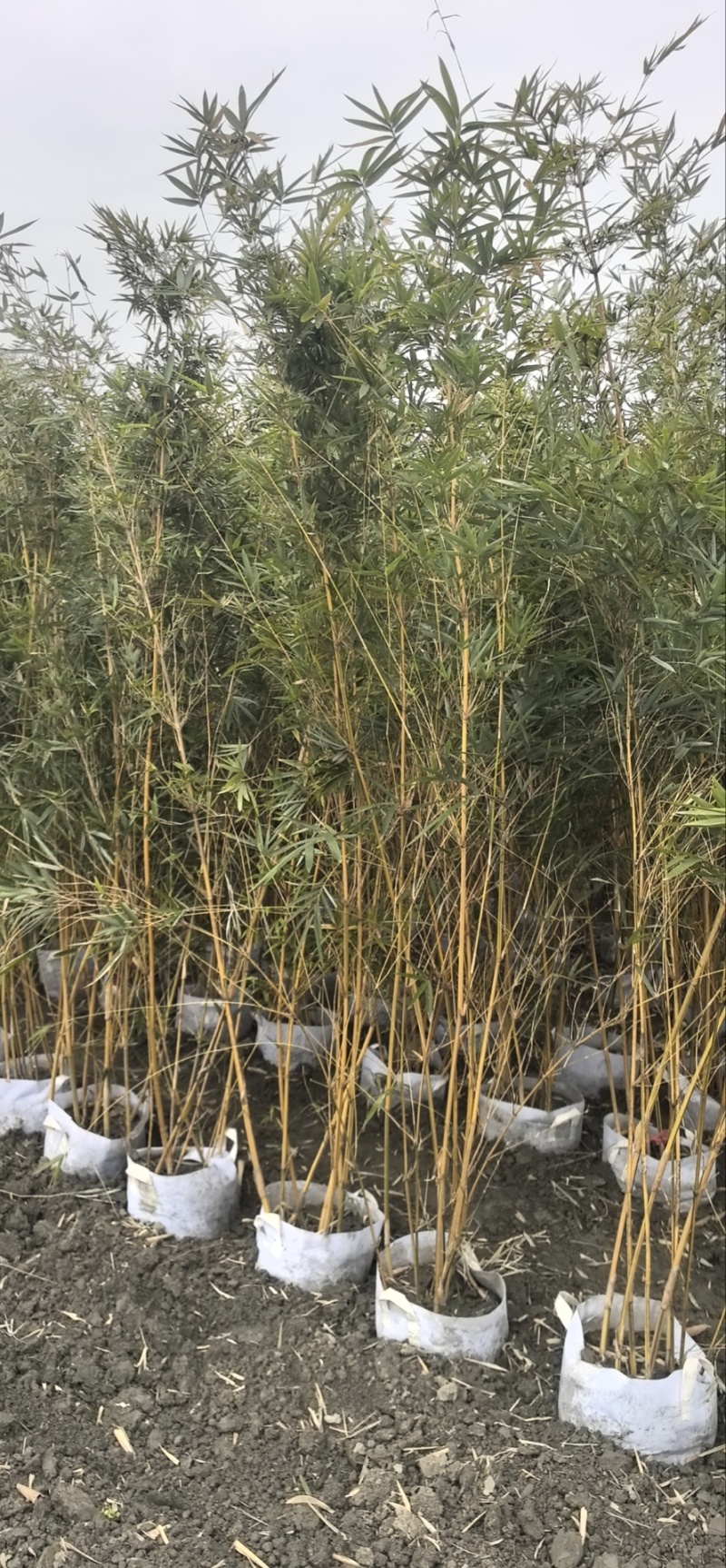 精品琴丝竹地苗（袋苗），竹子种植基地批发直销，各种规格