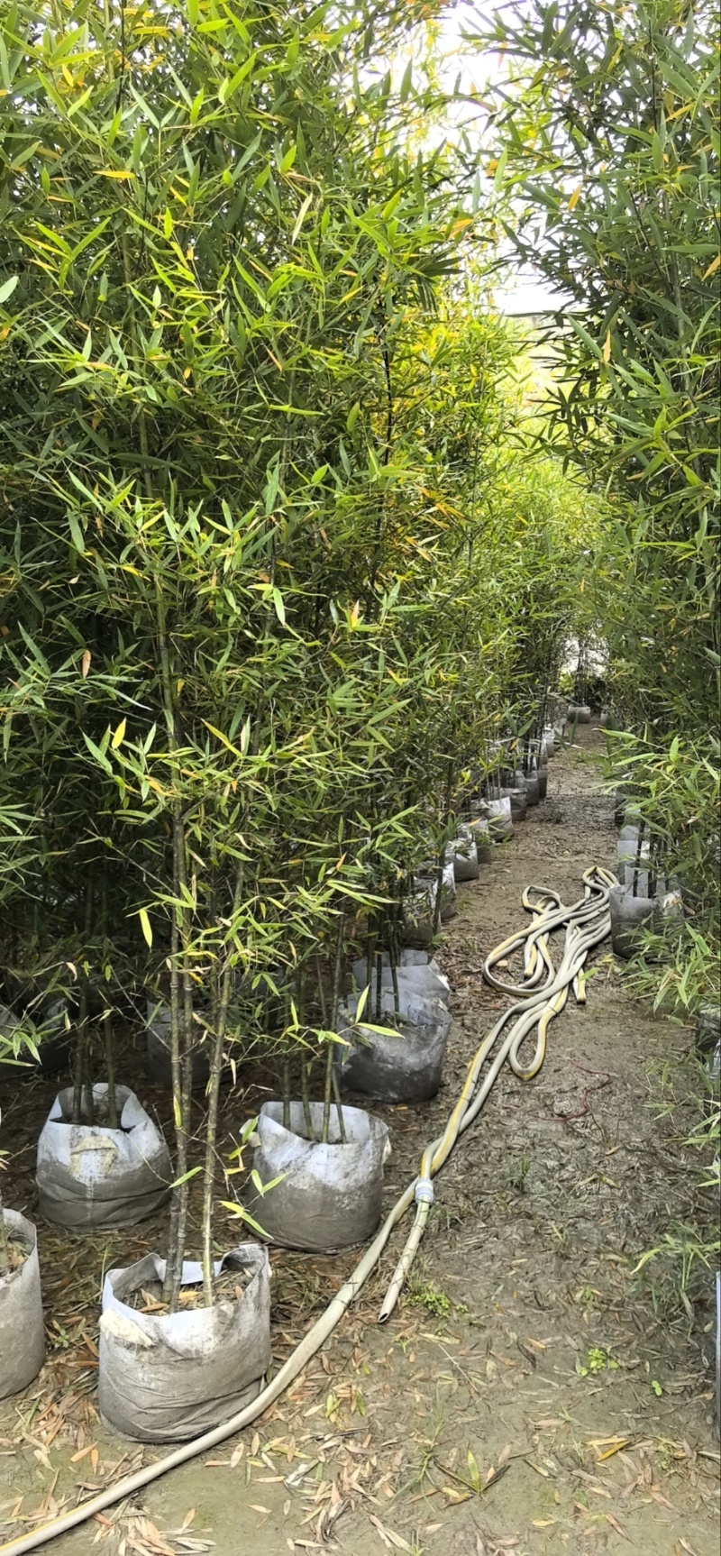精品人面竹地苗（袋苗，球苗）竹子种植基地直销，各种规格。
