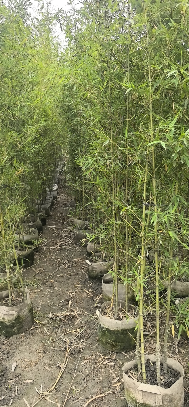 精品人面竹地苗（袋苗，球苗）竹子种植基地直销，各种规格。