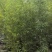 精品人面竹地苗(袋苗,球苗)竹子种植基地直销,各种规格。