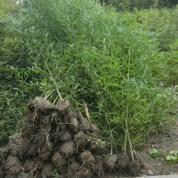 精品人面竹地苗(袋苗,球苗)竹子种植基地直销,各种规格。