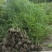 精品人面竹地苗(袋苗,球苗)竹子种植基地直销,各种规格。