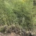 精品人面竹地苗(袋苗,球苗)竹子种植基地直销,各种规格。