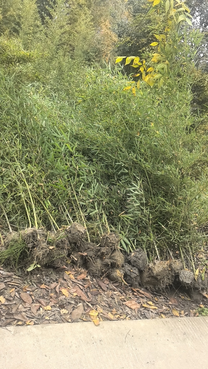 精品人面竹地苗（袋苗，球苗）竹子种植基地直销，各种规格。