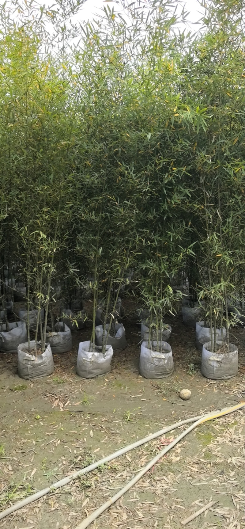 精品人面竹地苗（袋苗，球苗）竹子种植基地直销，各种规格。