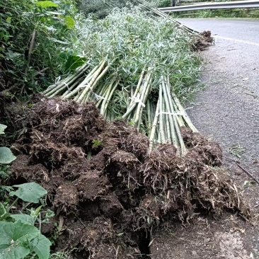 精品雷竹,竹子种植基地批发直销,各种规格。