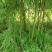 精品雷竹,竹子种植基地批发直销,各种规格。
