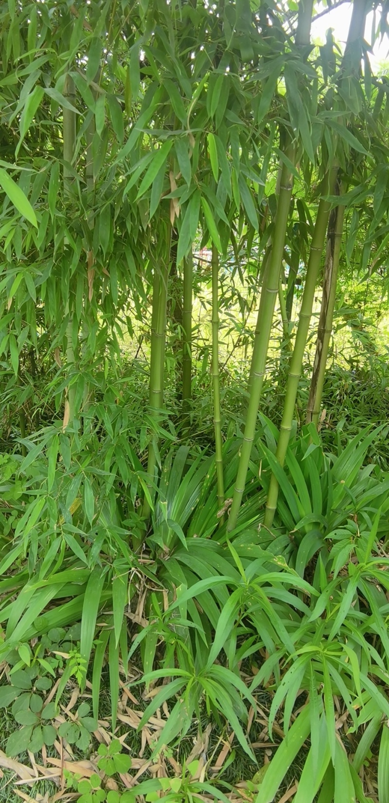 精品雷竹，竹子种植基地批发直销，各种规格。