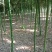 精品雷竹,竹子种植基地批发直销,各种规格。