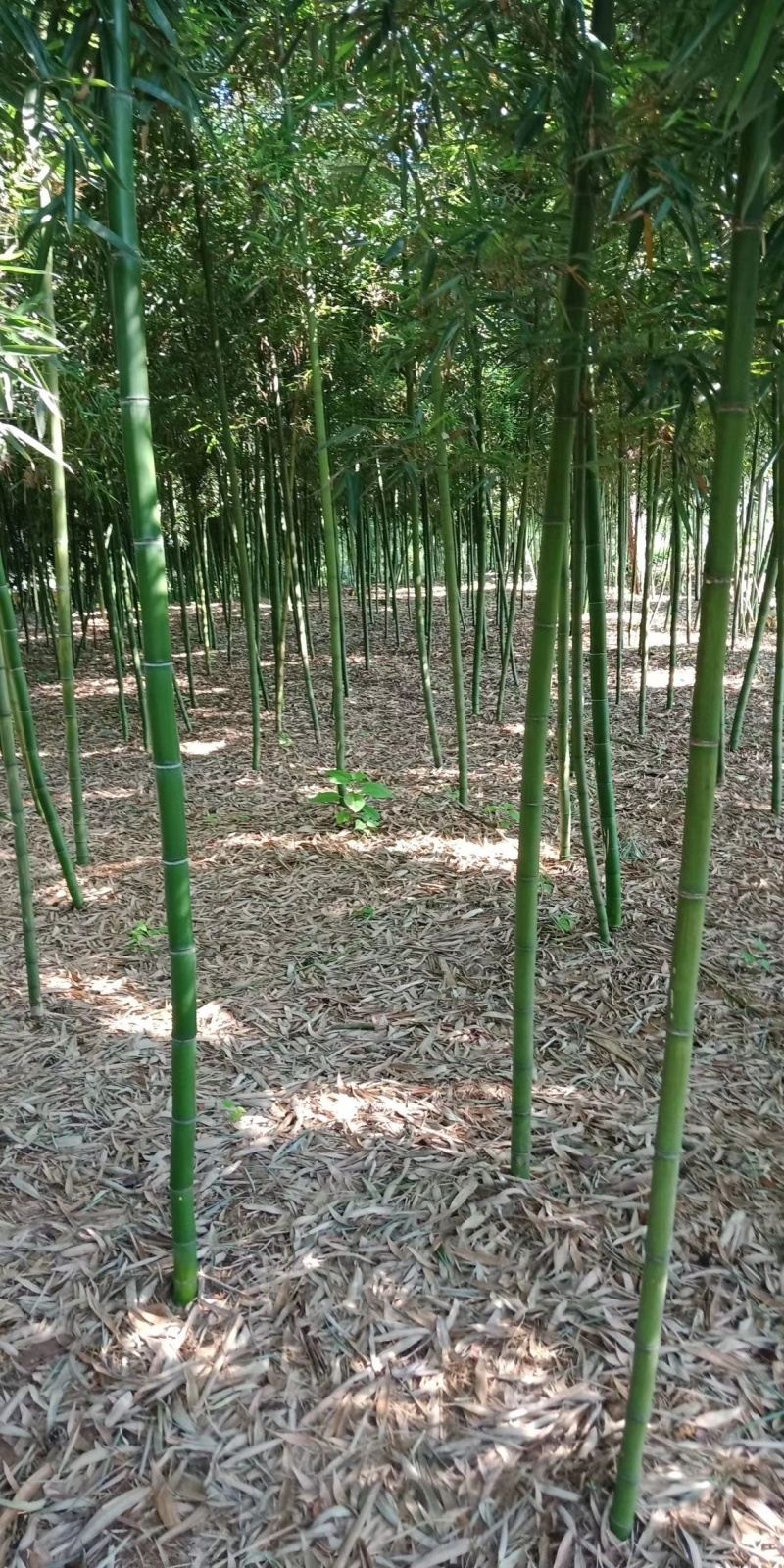 精品雷竹，竹子种植基地批发直销，各种规格。