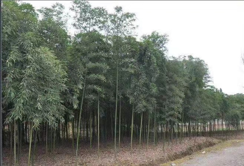 精品雷竹，竹子种植基地批发直销，各种规格。