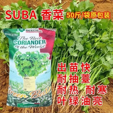 意大利苏泊香菜种子耐热耐寒耐抽苔叶绿油亮出苗快