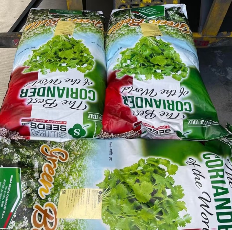 意大利苏泊香菜种子耐热耐寒耐抽苔叶绿油亮出苗快