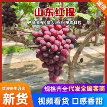 山东葡萄/红提/巨盛一号/产地直发/供应电商市场团购