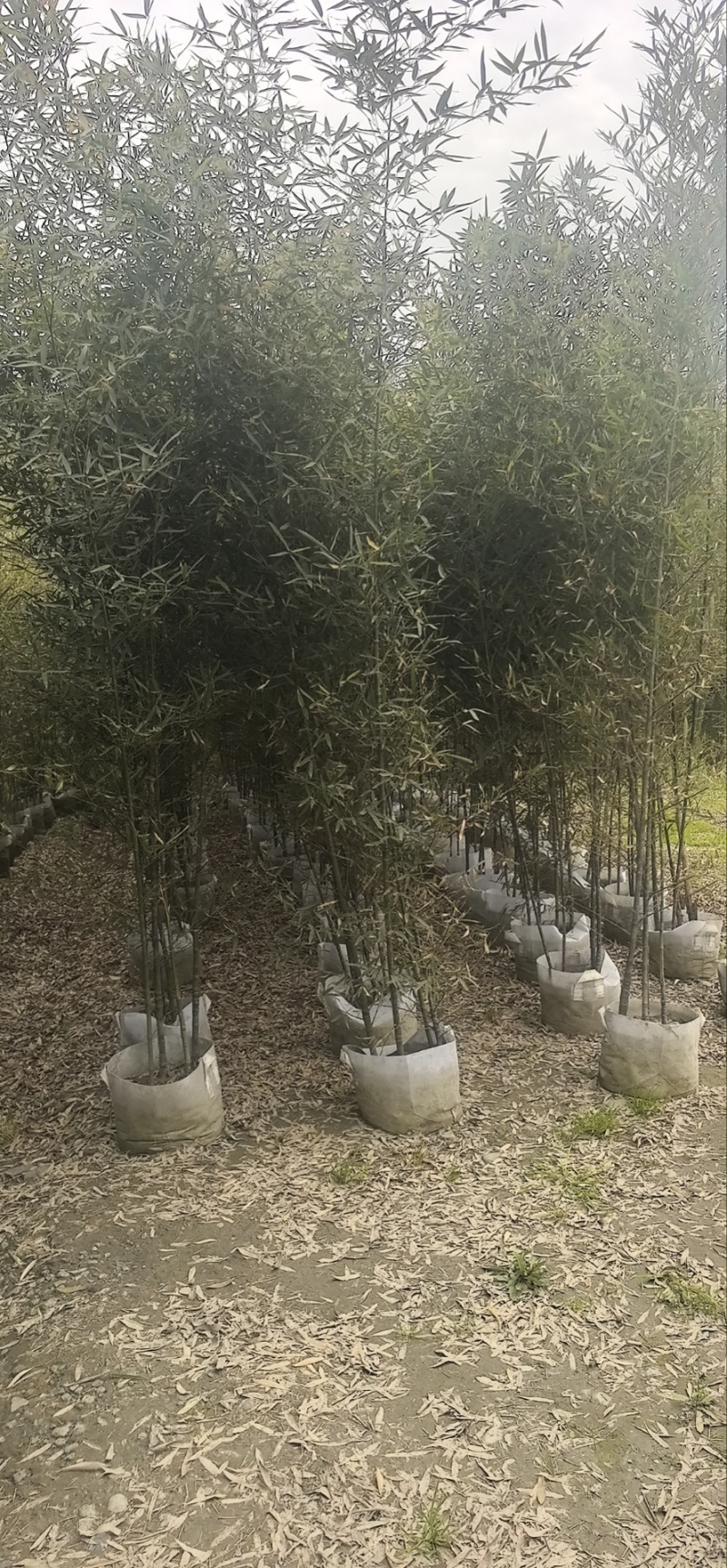 精品罗汉竹，竹子种植基地批发直销，各种规格。