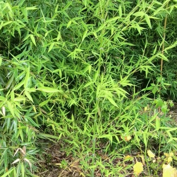 精品罗汉竹，竹子种植基地批发直销，各种规格。