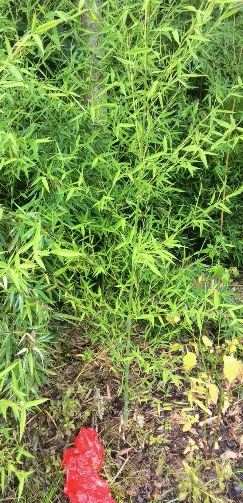 精品罗汉竹，竹子种植基地批发直销，各种规格。
