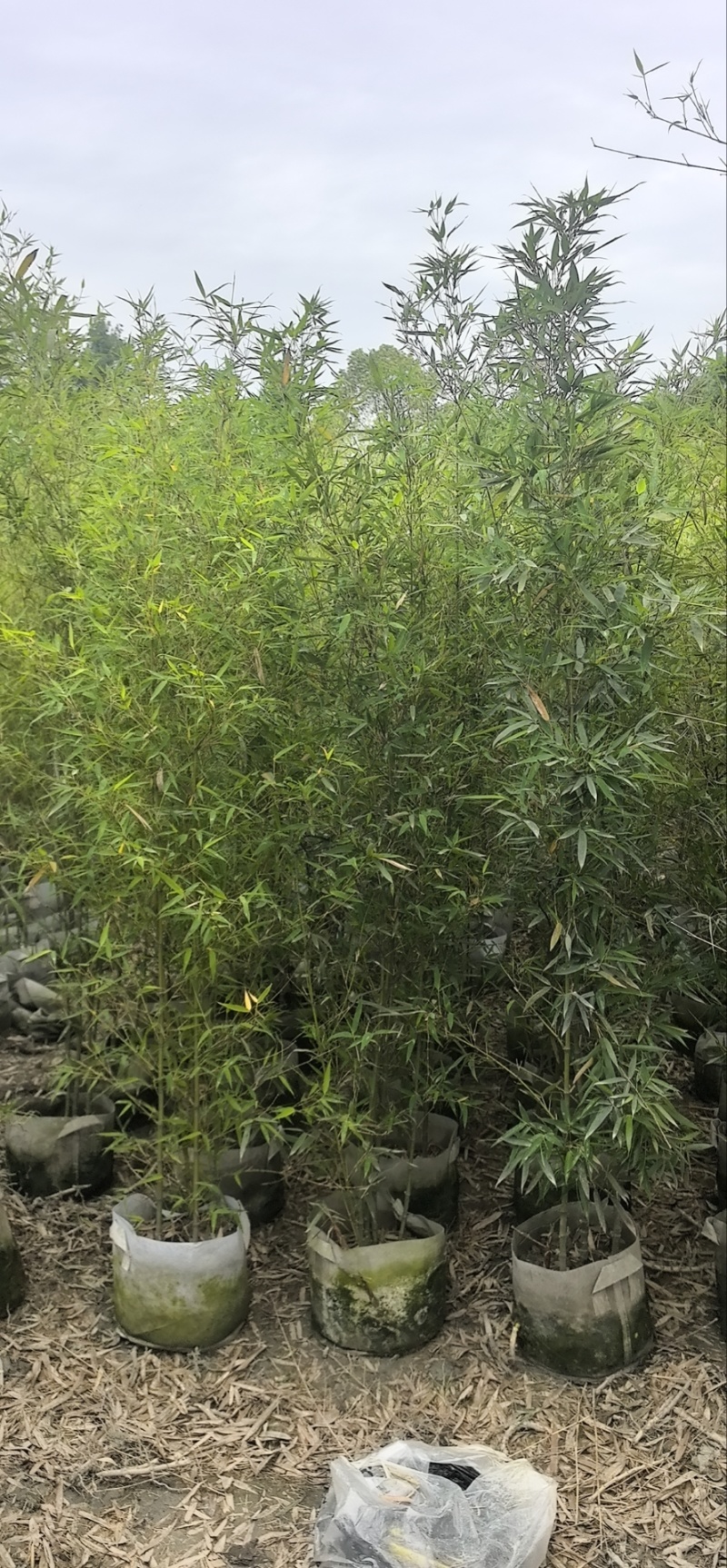 精品罗汉竹，竹子种植基地批发直销，各种规格。