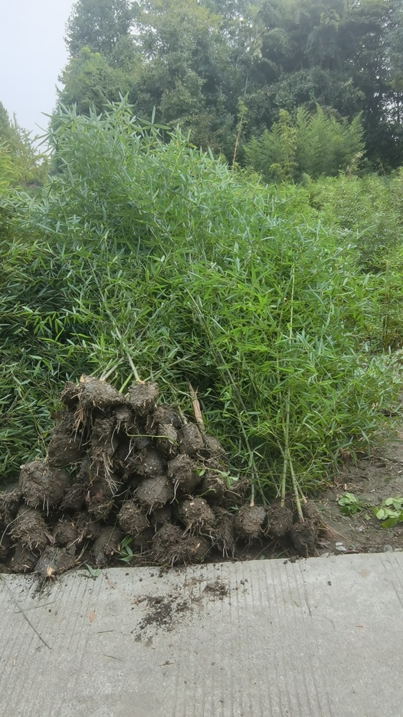 精品罗汉竹，竹子种植基地批发直销，各种规格。