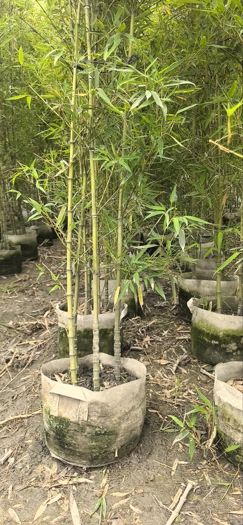 精品罗汉竹，竹子种植基地批发直销，各种规格。