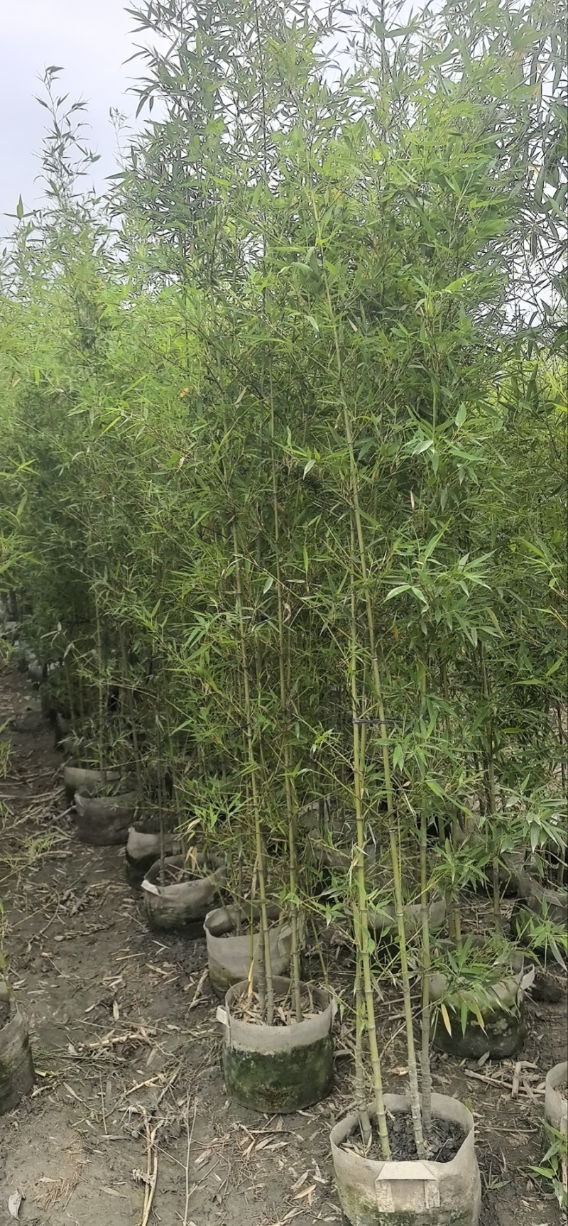 精品罗汉竹，竹子种植基地批发直销，各种规格。