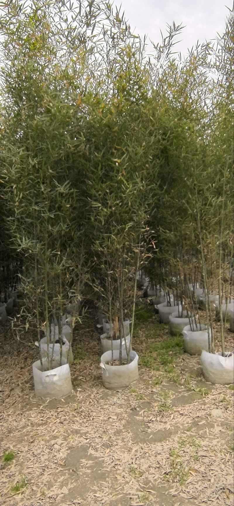 精品罗汉竹，竹子种植基地批发直销，各种规格。