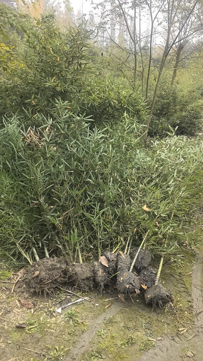 精品罗汉竹，竹子种植基地批发直销，各种规格。