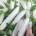 九斤玉大萝卜种子口感水润多汁皮肉白色两端钝圆