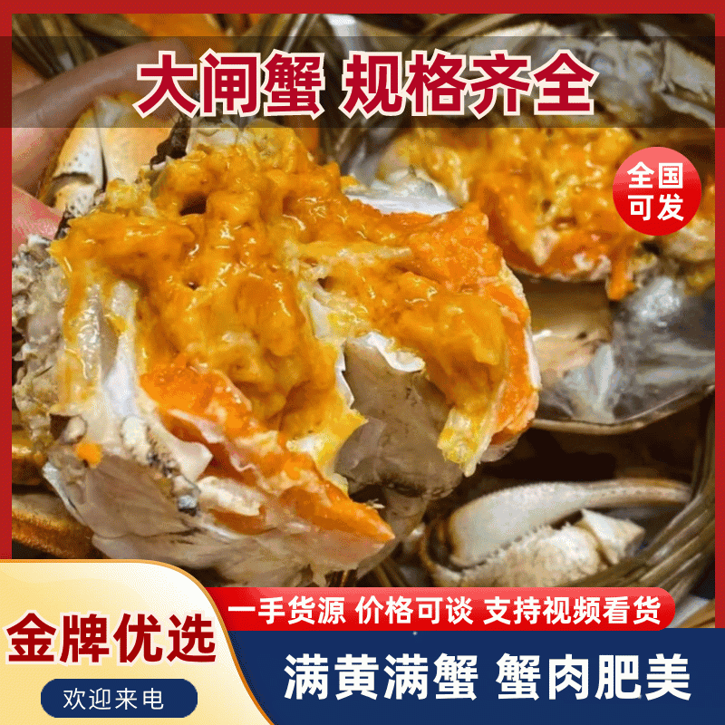 【推荐】现货2026年江苏六月黄大闸蟹鲜活，满黄全国发货
