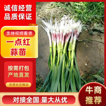 吉林省公主岭市一点红蒜苗大量上市，全国代发质量三包