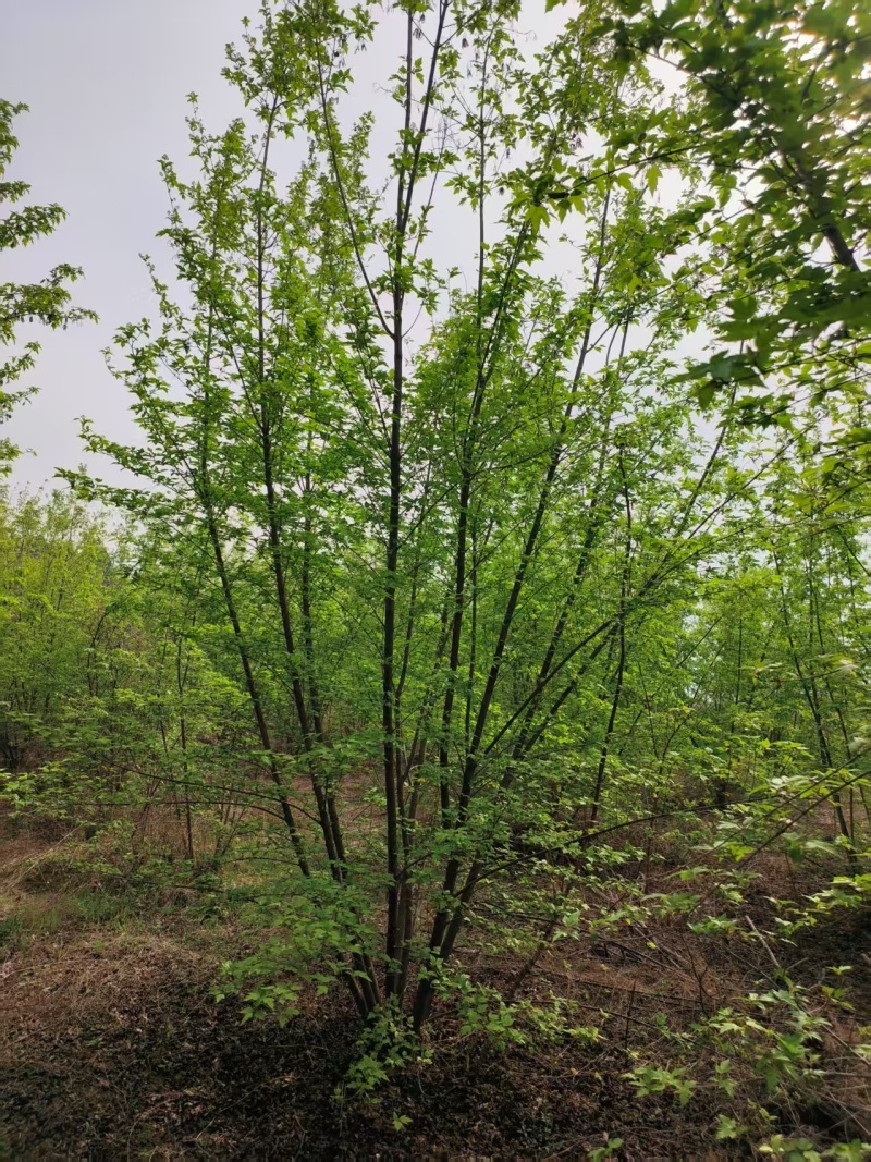 丛生茶条槭