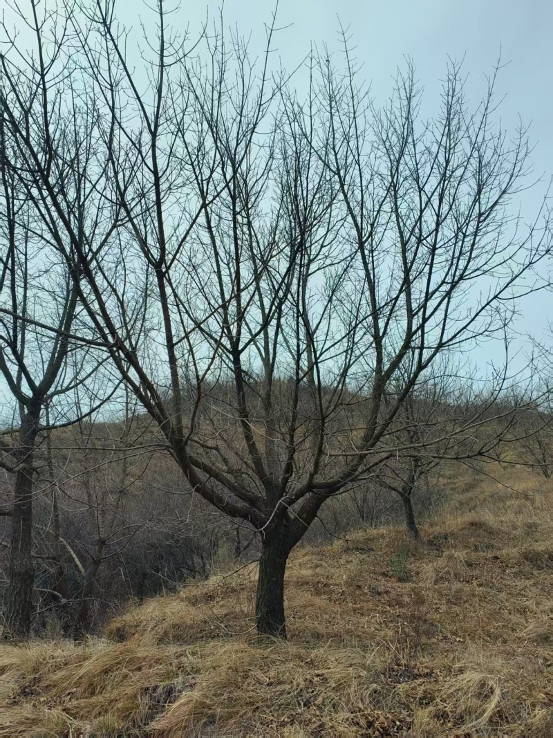 低分支元宝枫