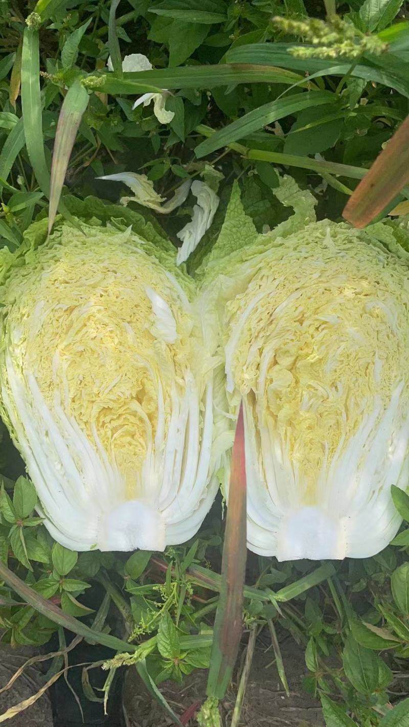 高山黄心大白菜大量有货品质保证价格优惠发市场商超