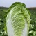 高山黄心大白菜大量有货品质保证价格优惠发市场商超