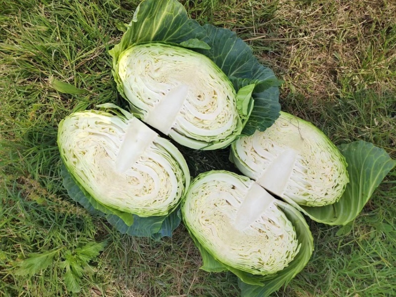 【实力商家】精选扁包菜，湖北高山甘蓝品质高口感好产地直供