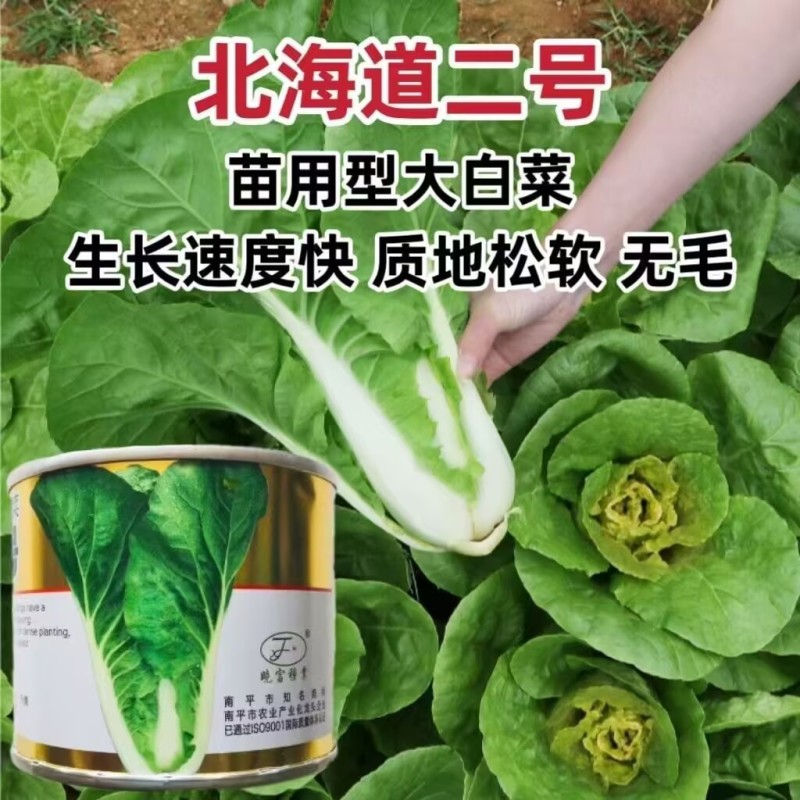 北海道二号快菜种子苗用型大白菜种子生长速度快