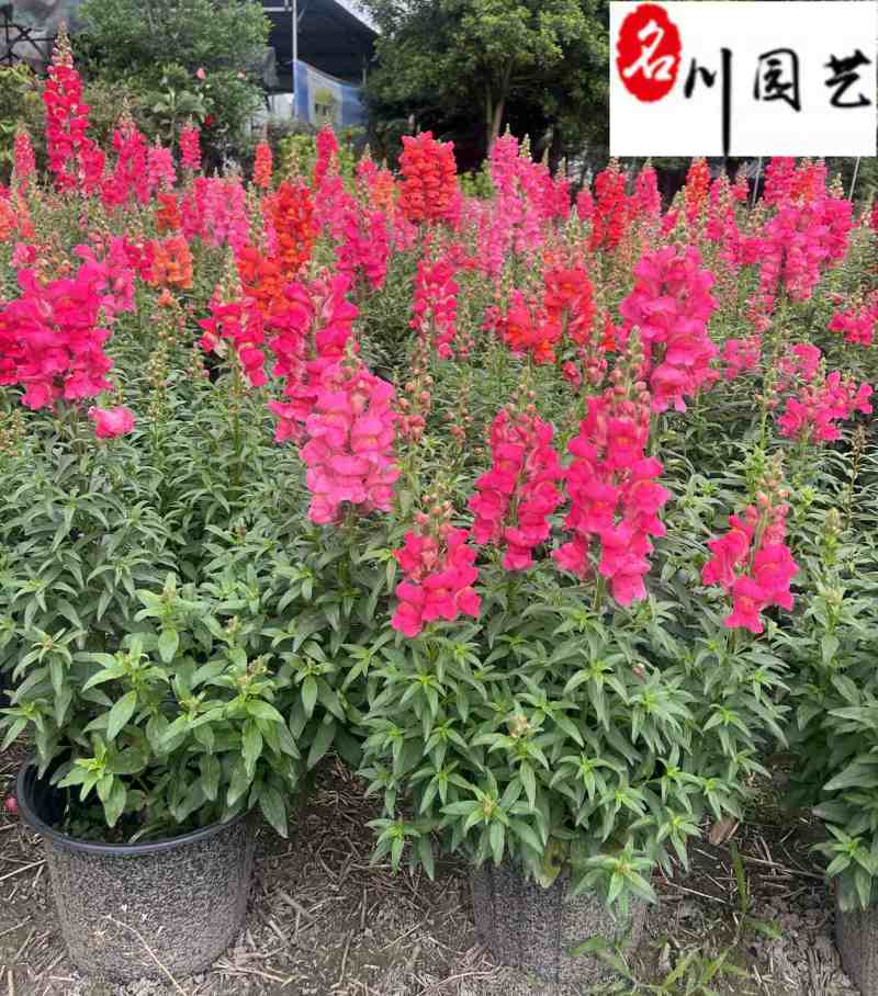 金鱼草基地直销金鱼草杯苗批发花期长花色多量大价优