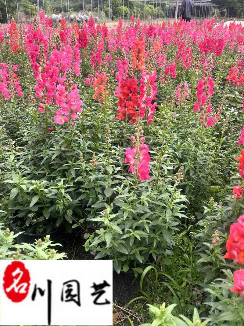 金鱼草基地直销金鱼草杯苗批发花期长花色多量大价优