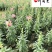 金鱼草基地直销金鱼草杯苗批发花期长花色多量大价优