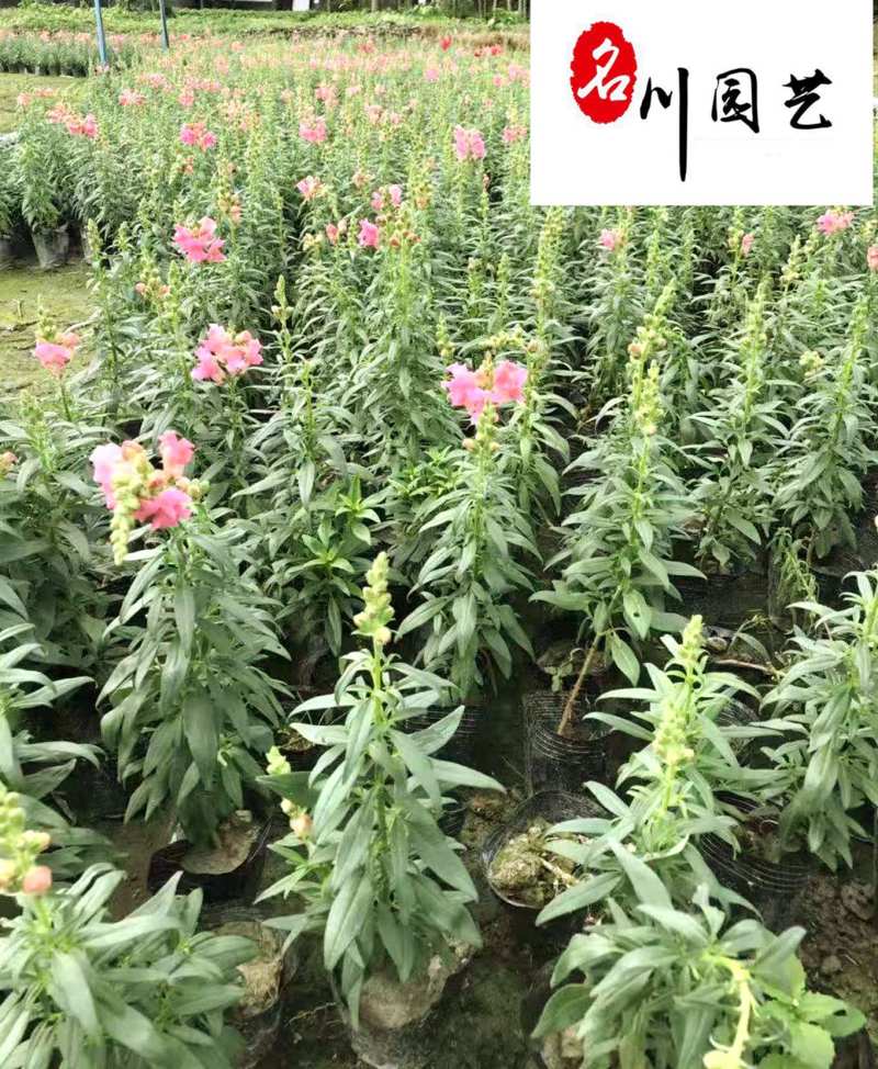 金鱼草基地直销金鱼草杯苗批发花期长花色多量大价优