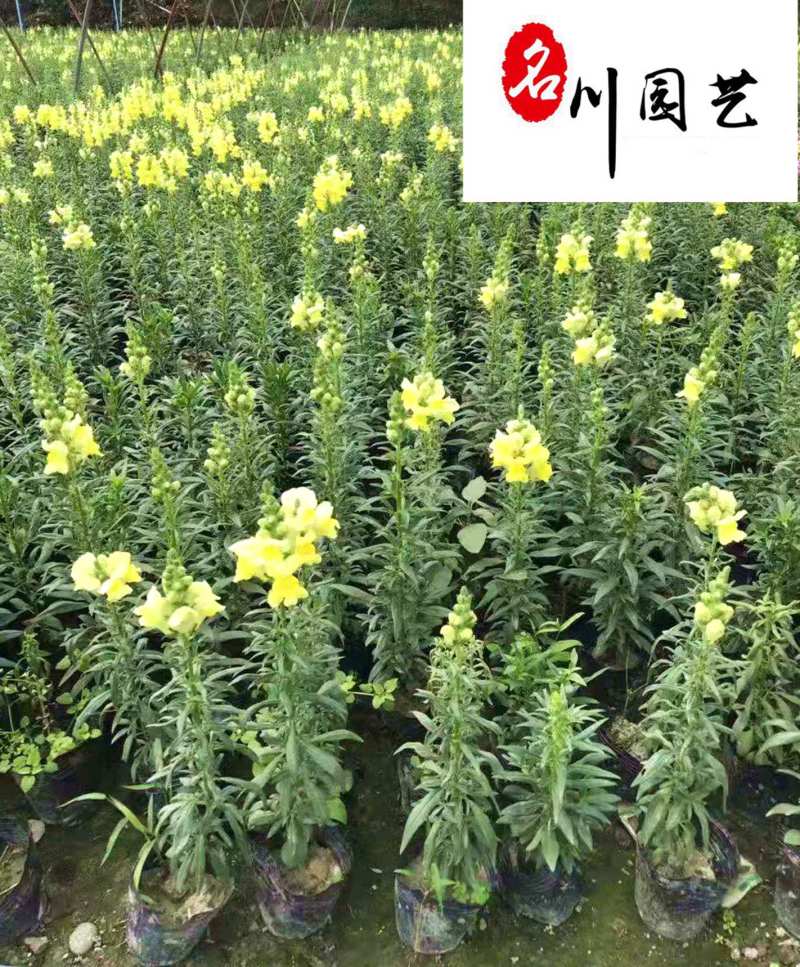 金鱼草基地直销金鱼草杯苗批发花期长花色多量大价优