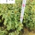 金鱼草基地直销金鱼草杯苗批发花期长花色多量大价优