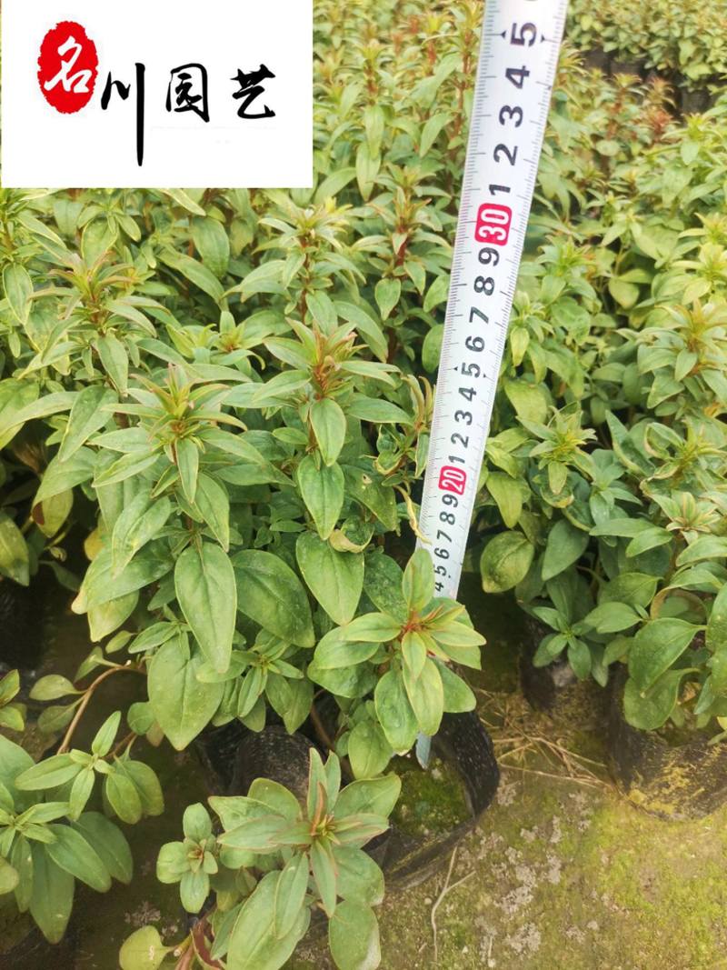 金鱼草基地直销金鱼草杯苗批发花期长花色多量大价优