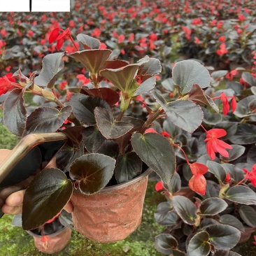 比哥海棠大花海棠成都时令草花批发花卉基地直销量大