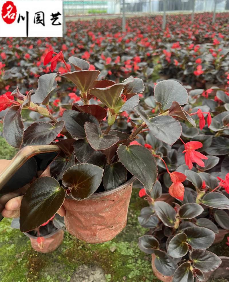 比哥海棠大花海棠成都时令草花批发花卉基地直销量大