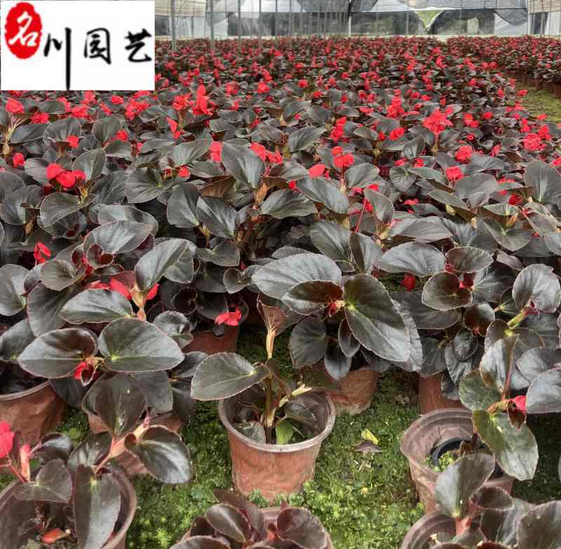 比哥海棠大花海棠成都时令草花批发花卉基地直销量大